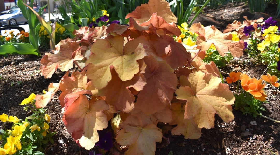 Heuchera Flower Seeds for Planting Brown Yellow 100 pcs