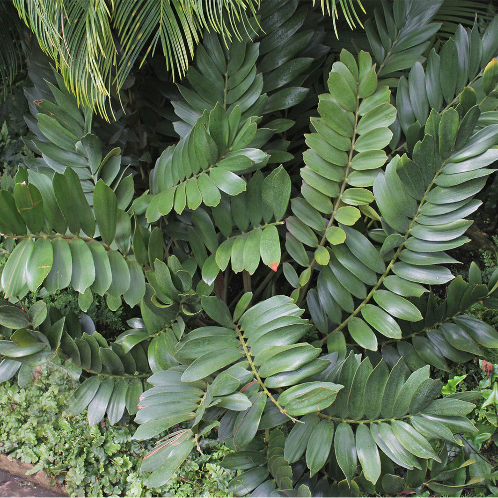 Zamia Furfuracea Plant Seeds Green for Planting 100 pcs