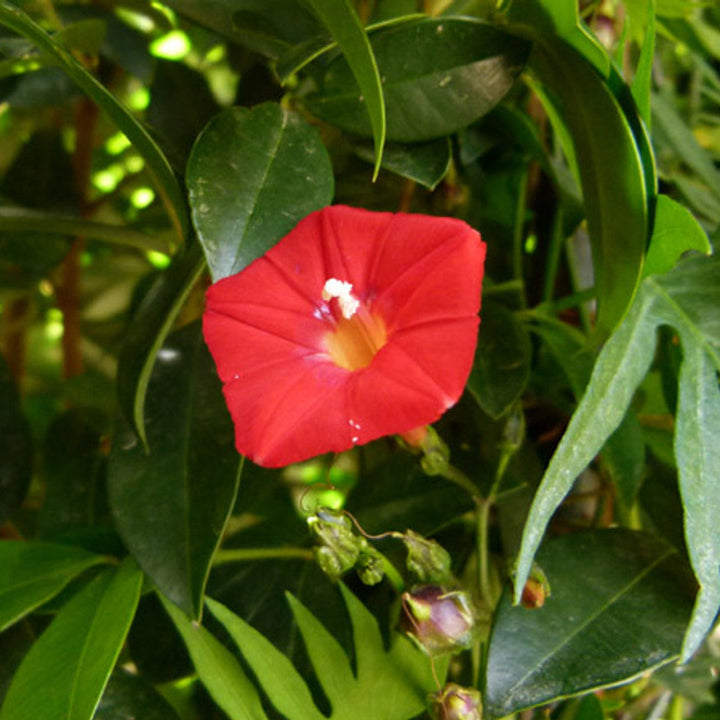 Organic Heirloom Non-GMO Ipomea Seeds for Planting – Vibrant Climbing Blooms