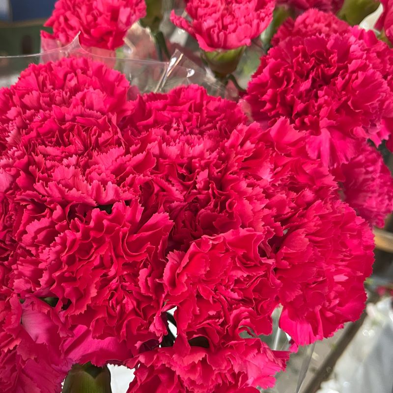 Heirloom Non-GMO Dark Pink Carnation Flower Seeds for Planting – Fragrant Garden & Ornamental Seeds