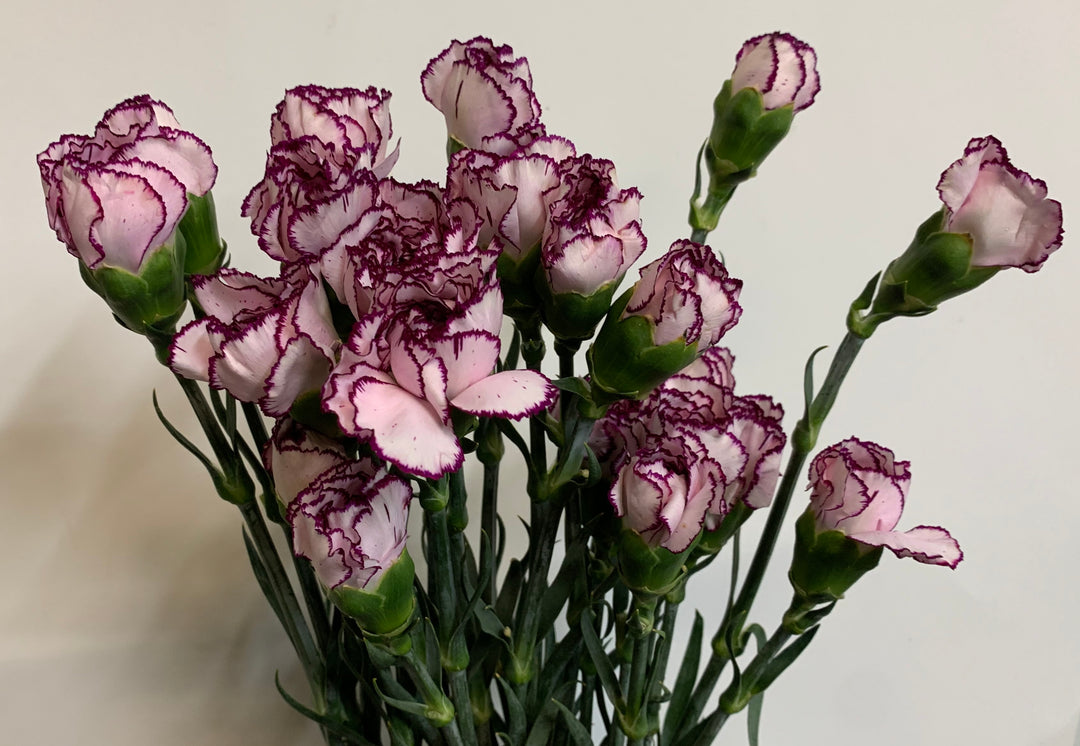 White Violet Carnation Flower Seeds – Heirloom, Non-GMO, for Garden and Decorative Planting