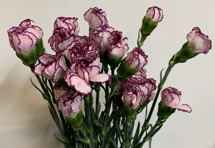 White Violet Carnation Flower Seeds – Heirloom, Non-GMO, for Garden and Decorative Planting