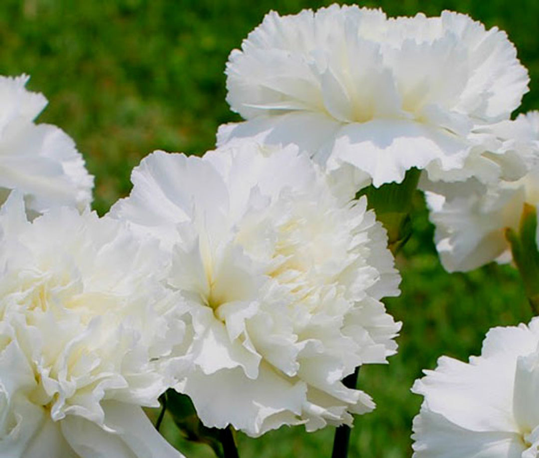 White Carnation Flower Seeds – Heirloom Non-GMO Seeds for Garden Planting