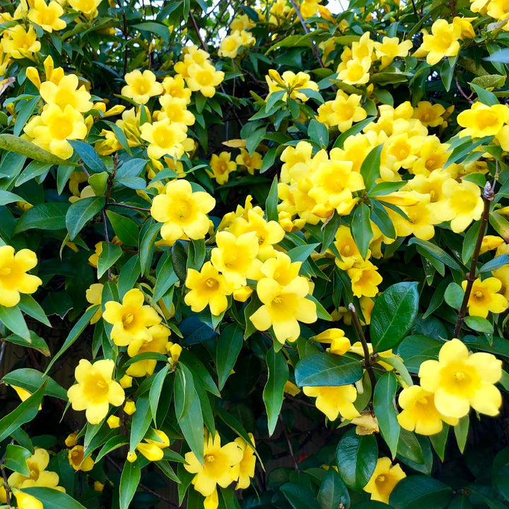 Carolina Yellow Jasmine Perennial Vine Seeds for Planting 100 pcs