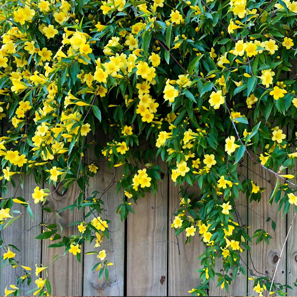 Carolina Yellow Jasmine Perennial Vine Seeds for Planting 100 pcs