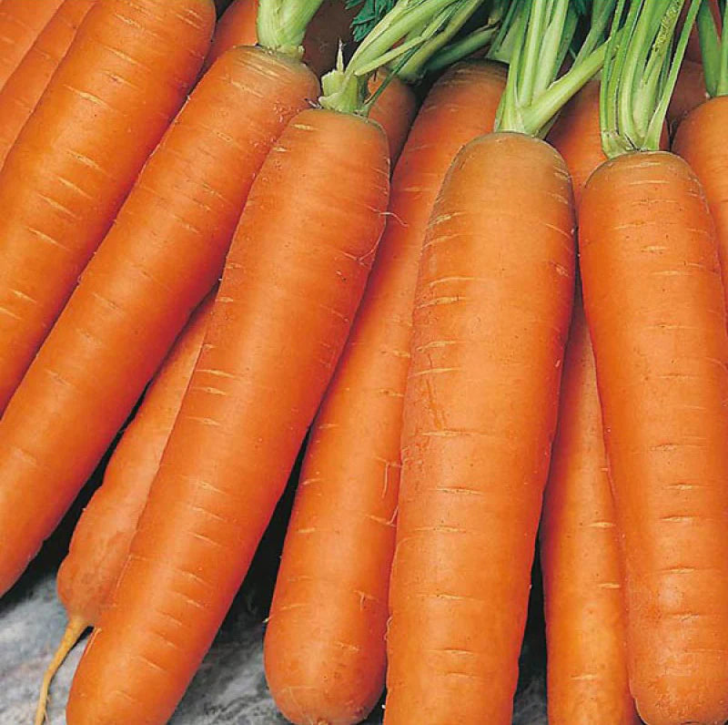 Nantes Carrot Seeds for Planting – Heirloom, Non-GMO Vegetable Seeds for Home Garden and Organic Farming