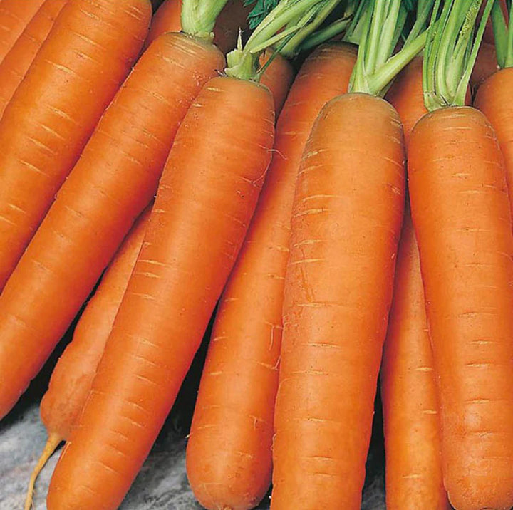 Nantes Carrot Seeds for Planting – Heirloom, Non-GMO Vegetable Seeds for Home Garden and Organic Farming