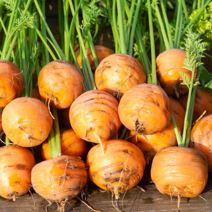 Beet Boldor Vegetable Seeds for Planting – Heirloom, Non-GMO, High Germination, Organic Garden Seeds