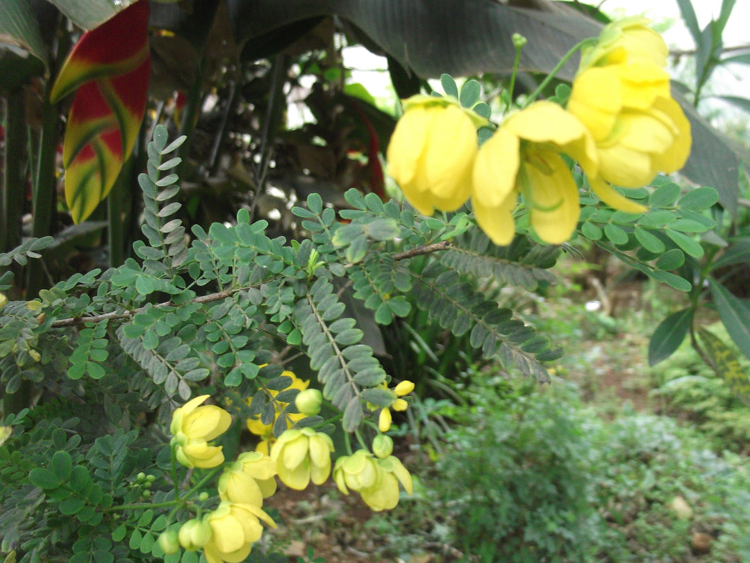 Cassia Biflora Flower Seeds – Heirloom, Non-GMO, High Germination Bright Organic Garden Seeds for Planting