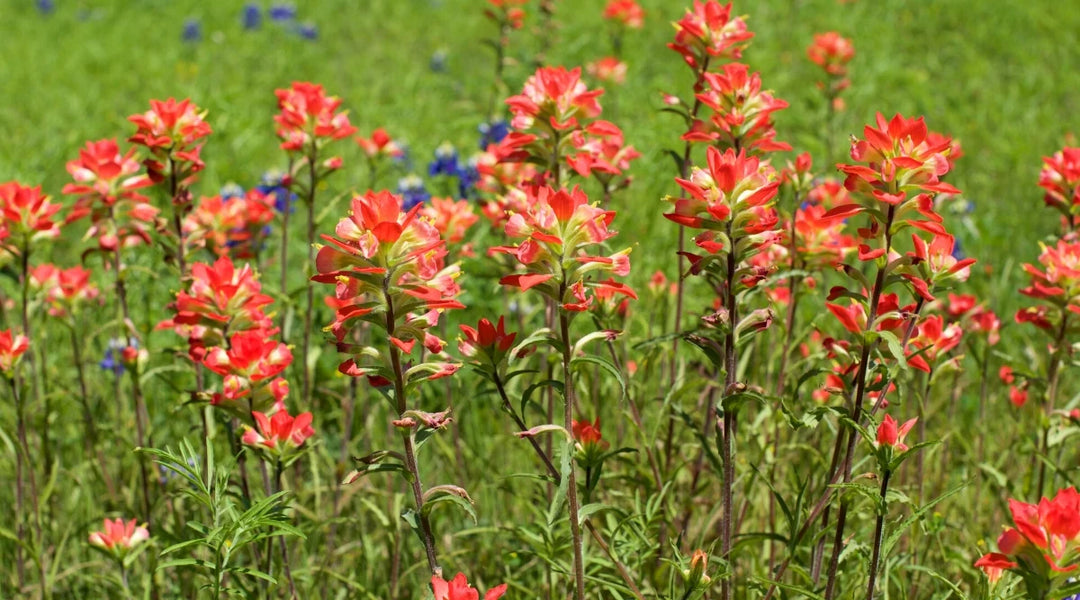 Heirloom Non-GMO Castilleja Indivisa Flower Seeds for Planting – Native Wildflower Blooming Seeds, High Germination