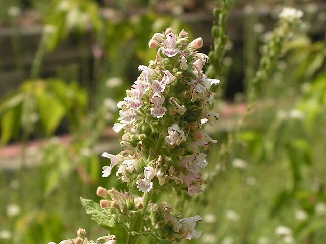 Green Cat Mint Plant Seeds - Fragrant Herb Seeds-Heirloom & Non-GMO Seeds for planting