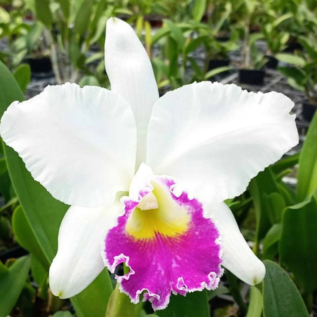 Cattleya Blomsterfrø til udplantning - Lysviolet &amp; Hvid 100 stk