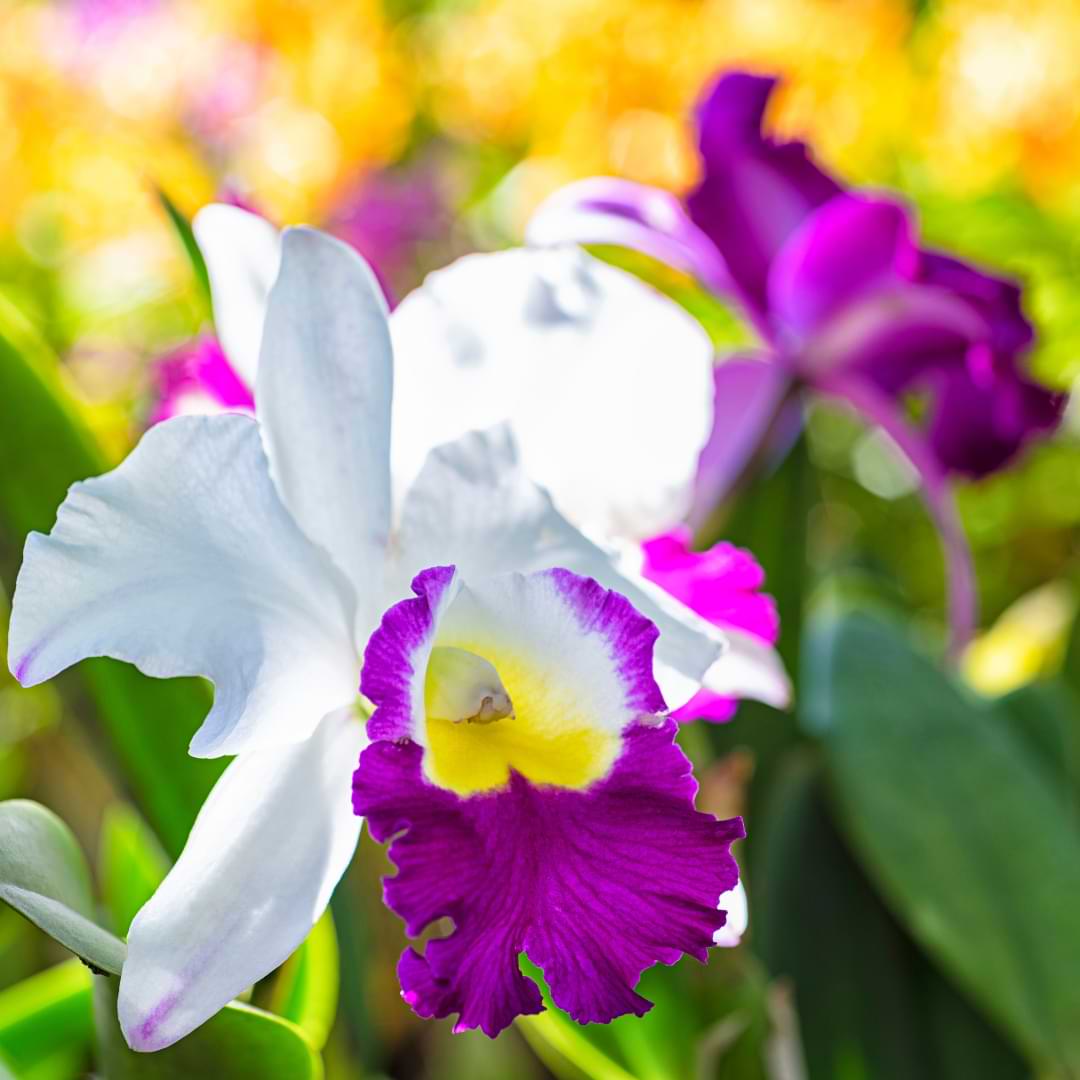 Cattleya Blomsterfrø til udplantning - Lysviolet &amp; Hvid 100 stk