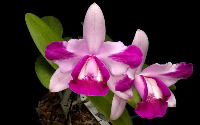 Heirloom Non-GMO Cattleya Intermedia Flower Seeds for Planting – Exotic Orchid Flower Seeds, High Germination
