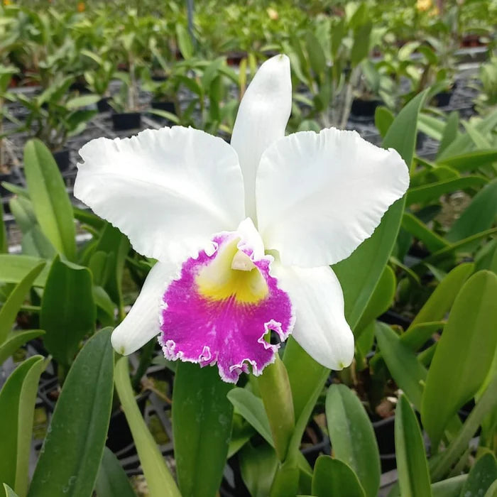 Cattleya Blomsterfrø til udplantning - Lysviolet &amp; Hvid 100 stk