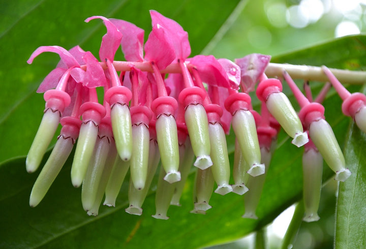 Heirloom Non-GMO Cavendishia Grandifolia Flower Seeds – Rare Tropical Garden Blooms for Planting