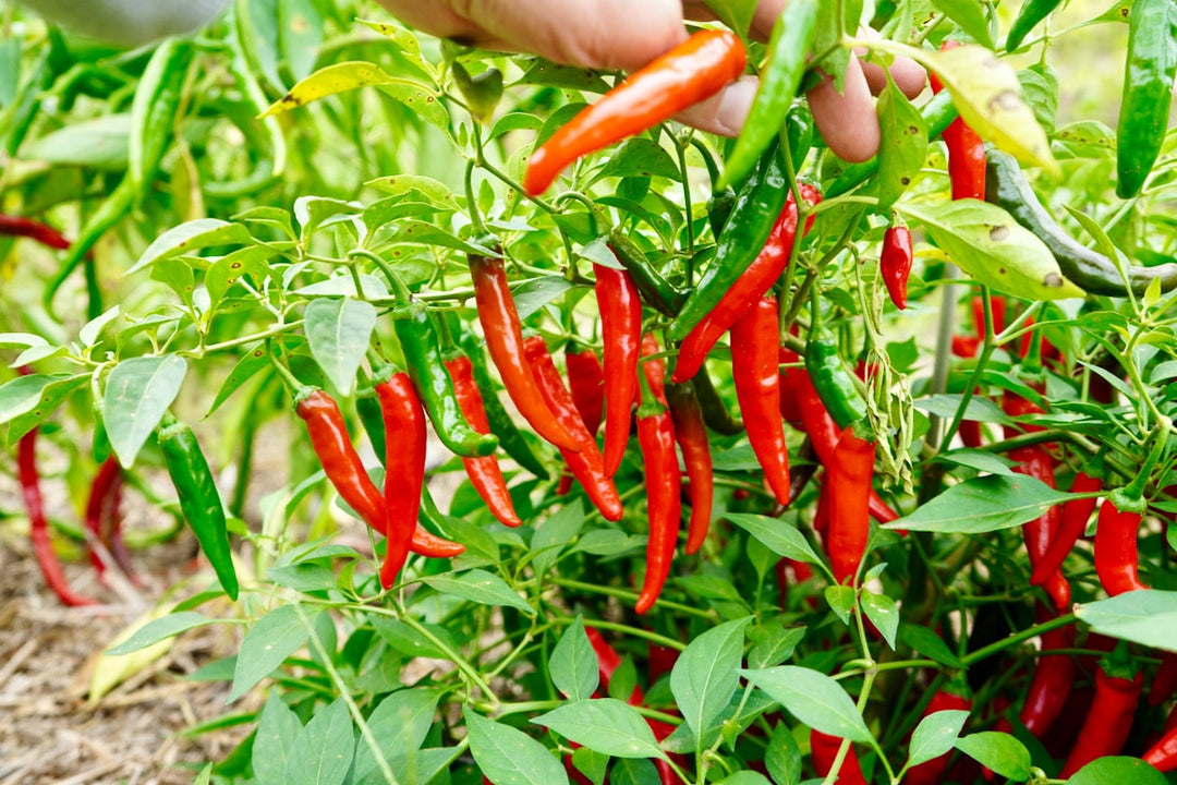 dry chilli seeds for planting Short Cayenne Pepper Seeds – Indian Dry Red Chili Vegetable Seeds for Planting, High Yield, Non-GMO, Heirloom Variety 2000 pcs