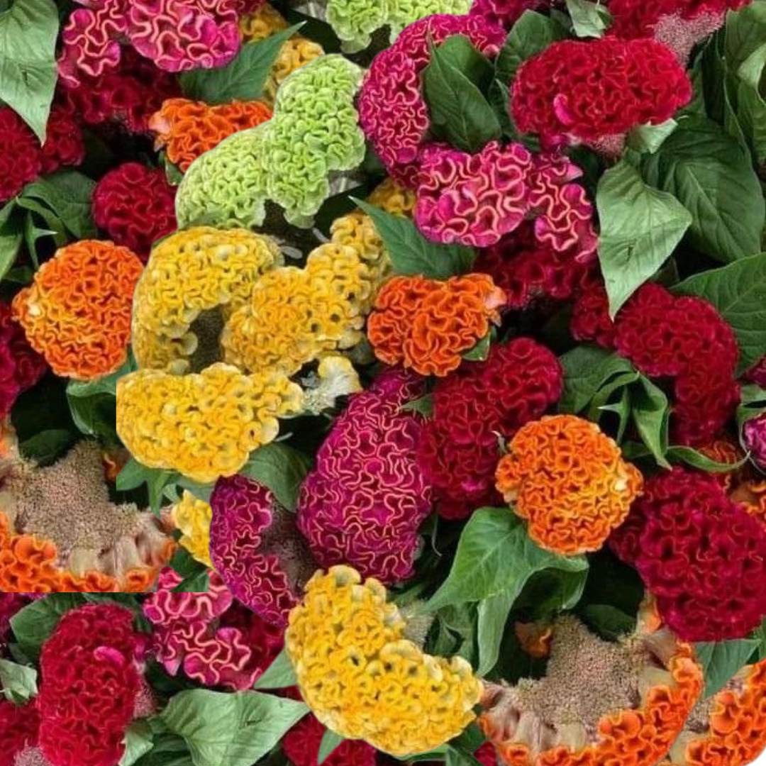 Mixed Color Stone Cockscomb Flower Seeds – Heirloom, Non-GMO, Vibrant Blooms for Garden & Landscaping