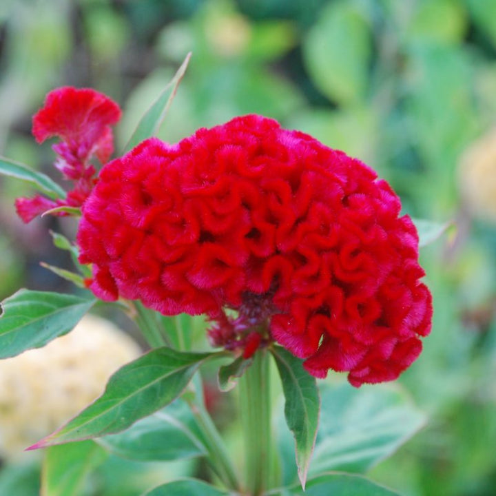 Celosia Flower Seeds, Heirloom, Non-GMO Vibrant Amaranthine Blooms for Summer Gardens