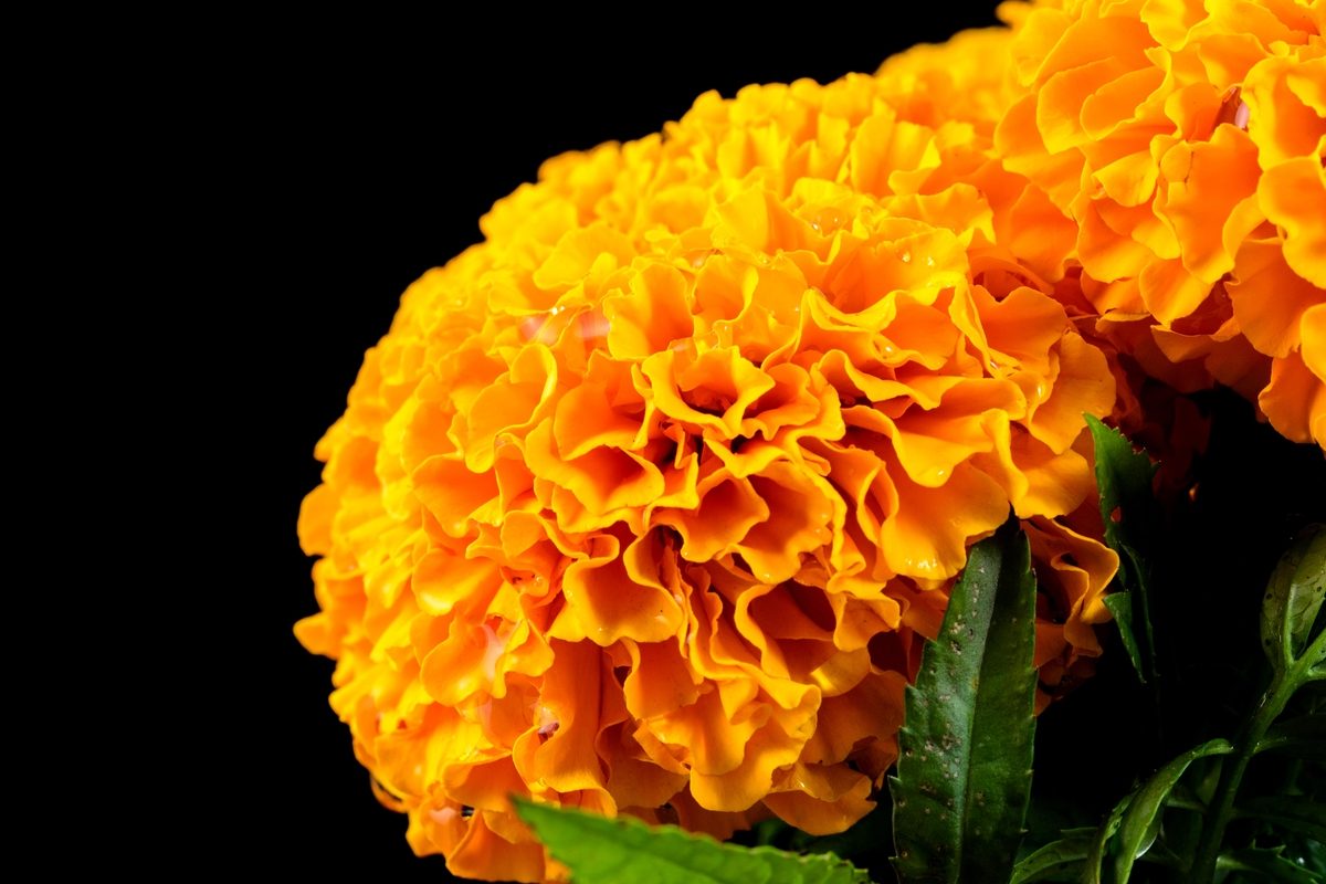 aztec marigold seeds Aztec Marigold Seeds – Heirloom, Non-GMO, Organic – Neeraseeds
