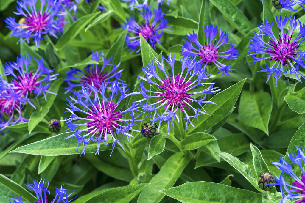 Blå Centaurea Montana blomsterfrø til plantning - 100 stk