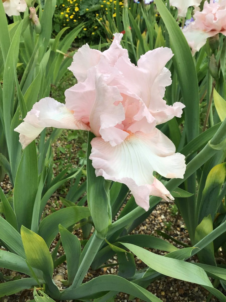 Pink Hvid Germanica Blomsterfrø til udplantning - 100 stk