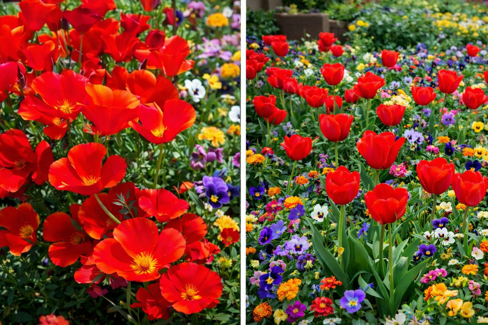Red Chief Calinia Poppy Planting Non Gmo Flower Planting Heirloom Flower Seeds Home