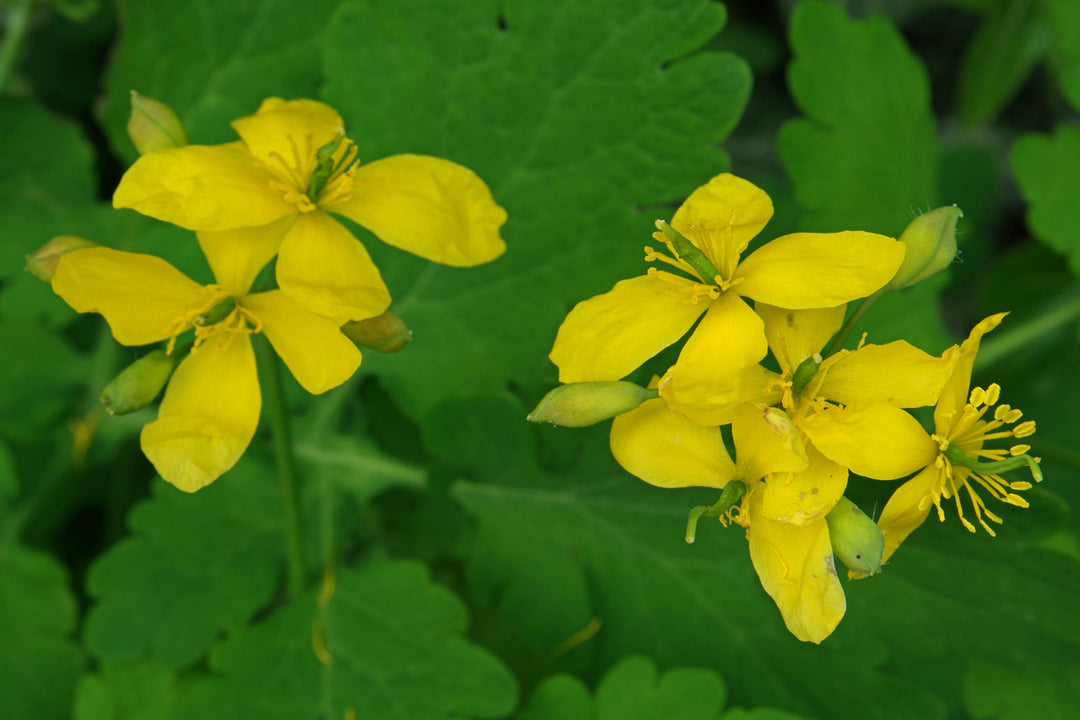 Yellow Chelidonium Flower Seeds for Planting – 100 pcs