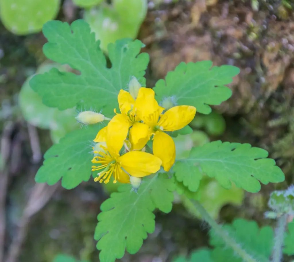yellow chelidonium flower seeds