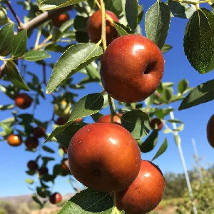 Chico Jujube Fruit Seeds for Planting – Sweet and Nutritious Jujube for your Backyard, Non-GMO Seeds