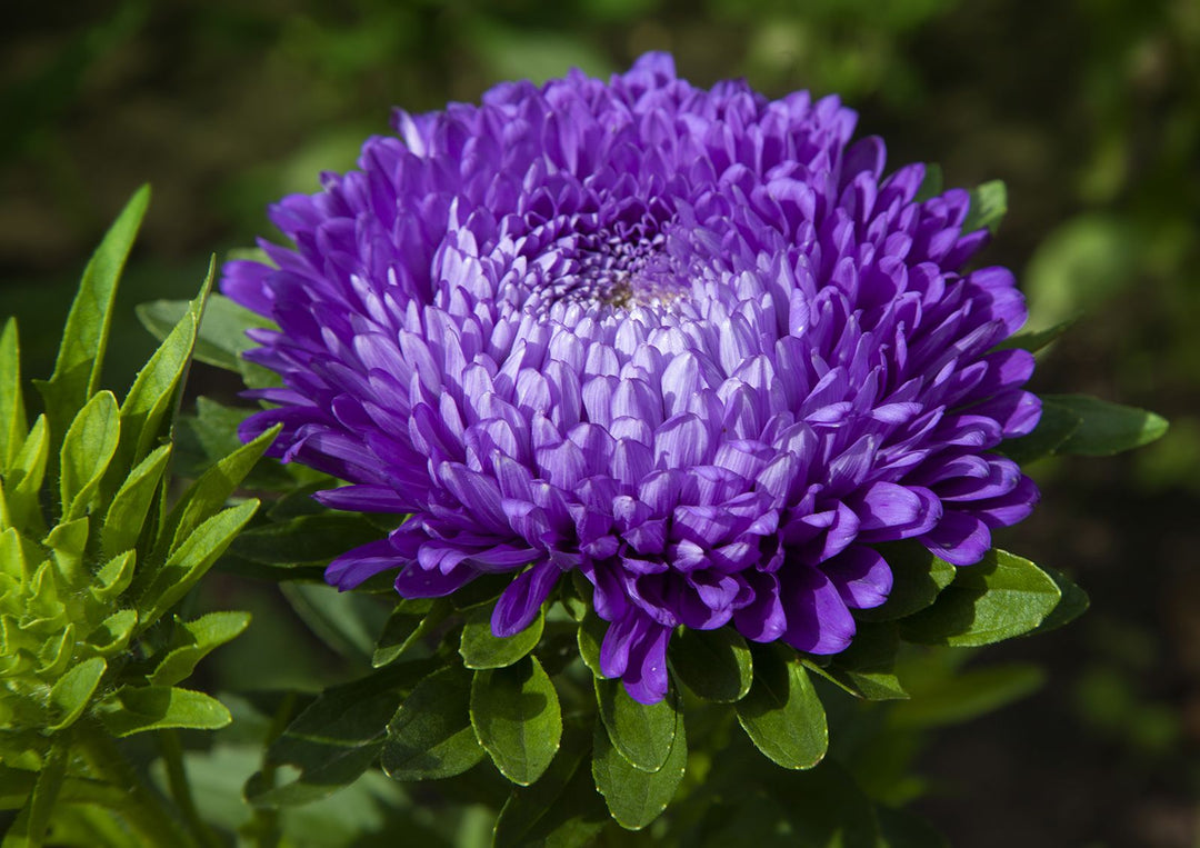 violet dianthus flower seeds