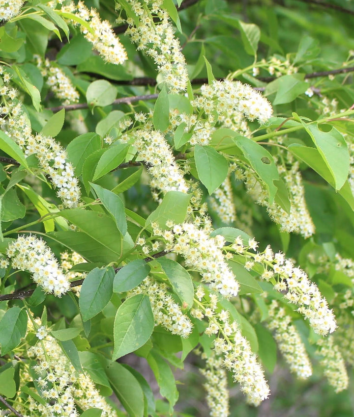 Heirloom Non Gmo Verbena Chokecherry Flower For Planting Pollinator Friendly Blooms Flower Seeds