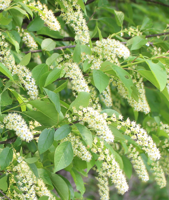 Heirloom Non-GMO Verbena Chokecherry Flower Seeds for Planting – Pollinator-Friendly Blooms, High Germination