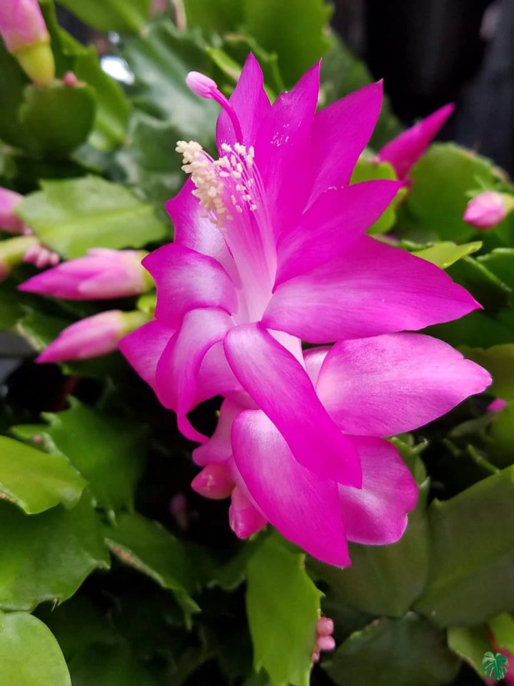 Heirloom Non-GMO Schlumbergera Flower Seeds – Rosy Christmas Cactus Blooms for Indoor Pots, High Germination