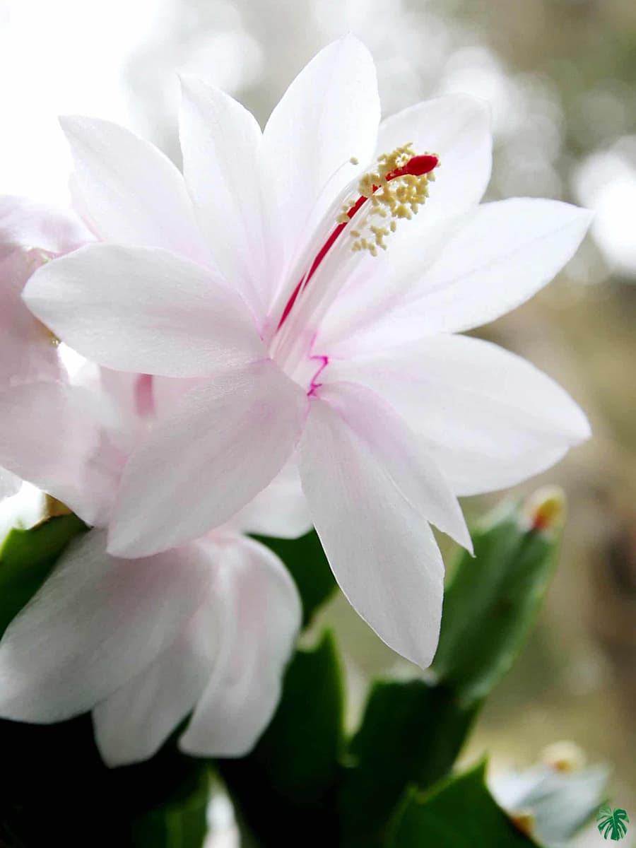 white pink flower seeds