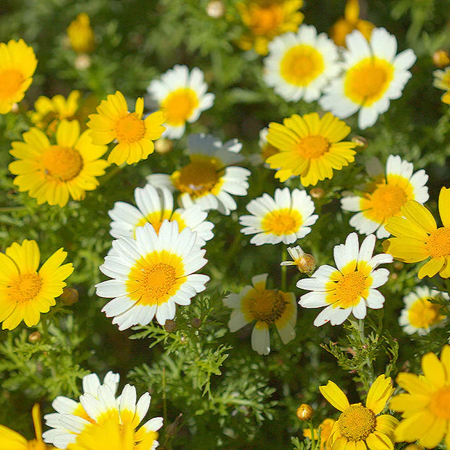 chrisanam semi flower seeds