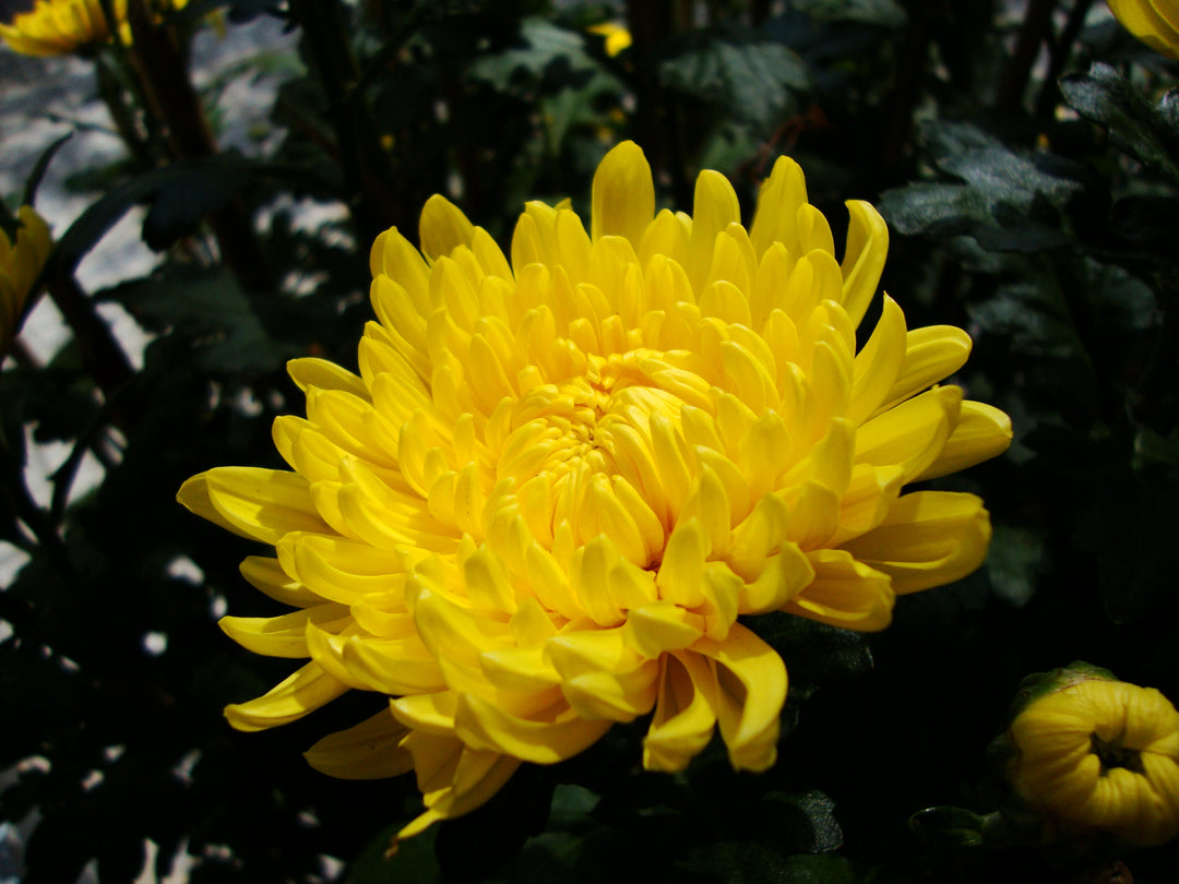 chrysanthemum chrysanthemum flower seeds