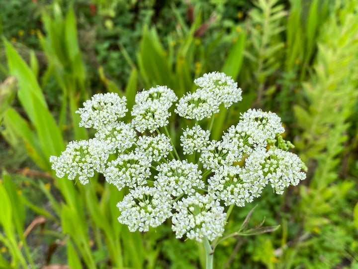 Heirloom Non-GMO Cicuta Maculata Flower Seeds for Planting – Unique Wetland Wildflower Blooms