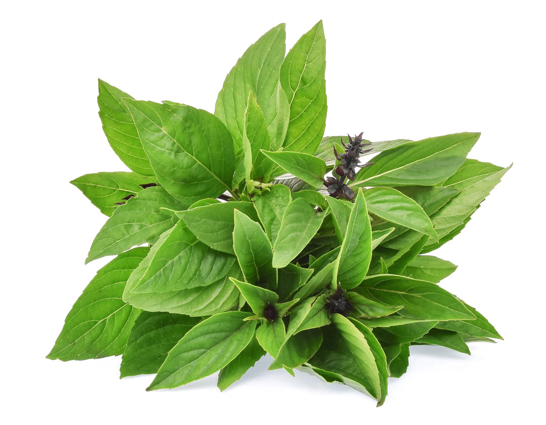 Cinnamon Basil Plant Seeds for Planting –Fresh Culinary Delight-Heirloom & Non-GMO Seeds for planting