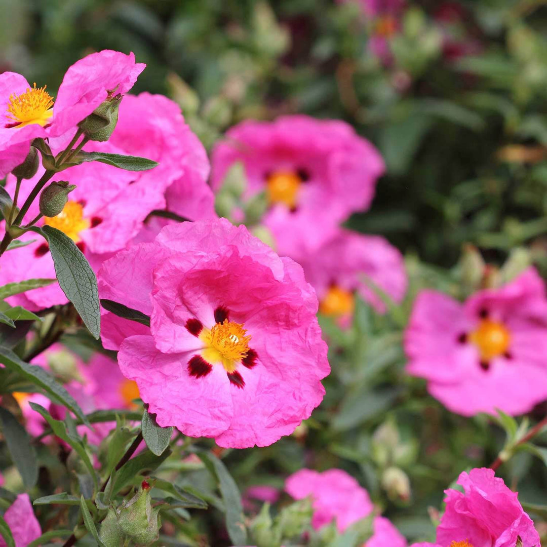 growing rock rose from seed Rock Rose Seeds – Heirloom, Non-GMO, High Germination – Neeraseeds
