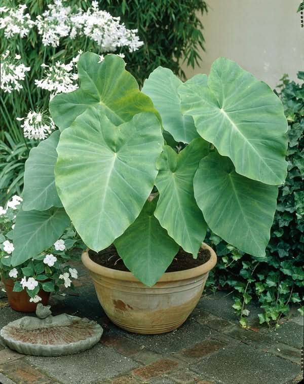 heirloom non flower seeds