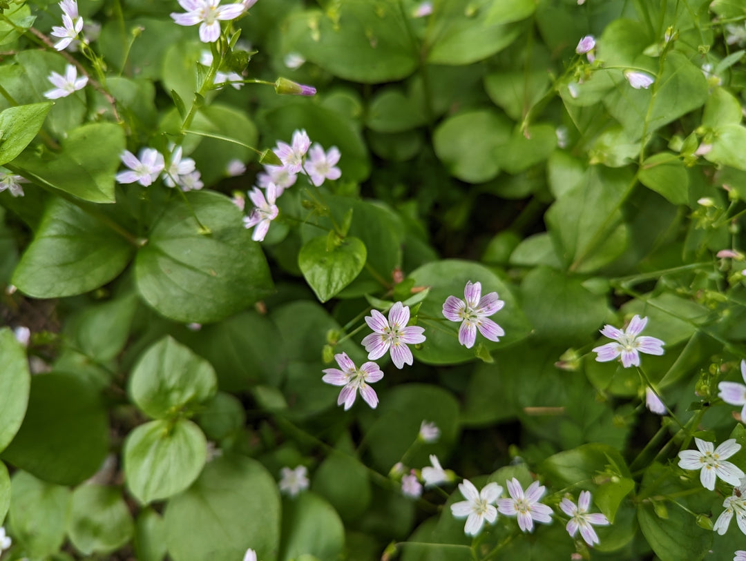 White Claytonia Sibirica Flower Seeds for Planting - 100 pcs