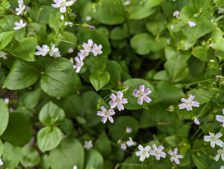 Hvide Claytonia Sibirica blomsterfrø til plantning - 100 stk