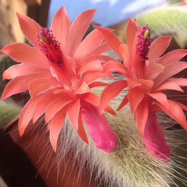 cleistocactus colademononis flower seeds