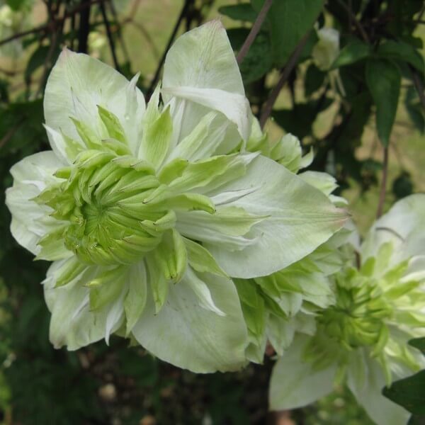 green light flower seeds