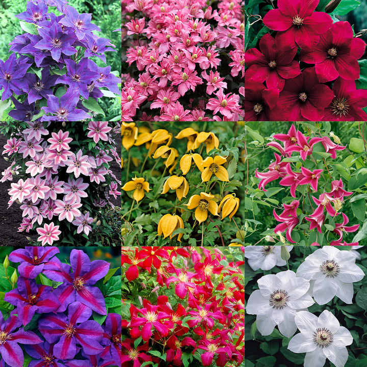 Multi-Colored Clematis Flower Seeds for Planting - 100 pcs