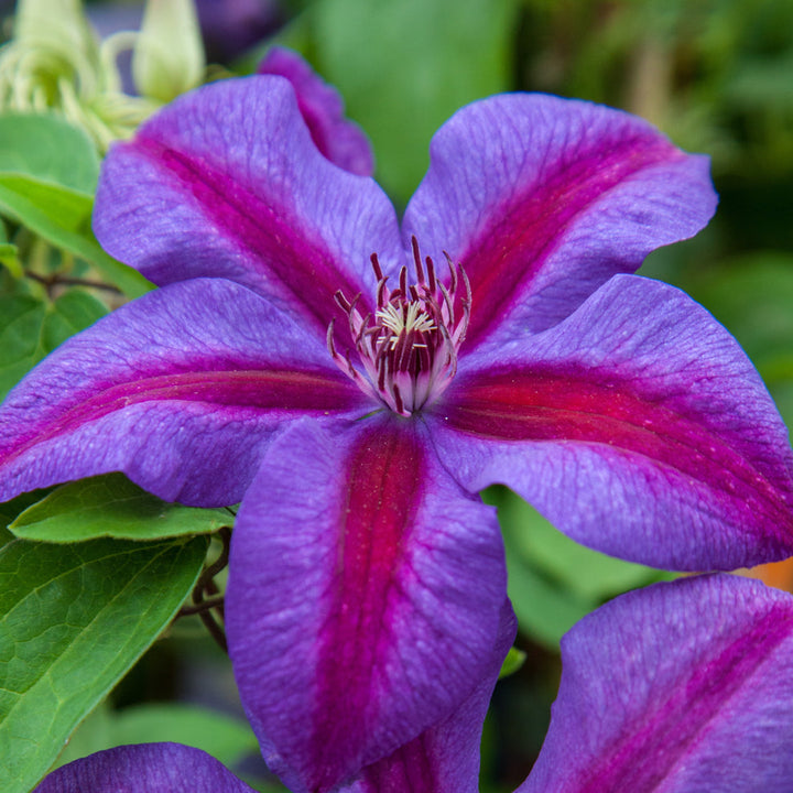 Heirloom Non-GMO Pink Violet Clematis Flower Seeds – High Germination Organic Garden Seeds for Planting Climbing Blooms