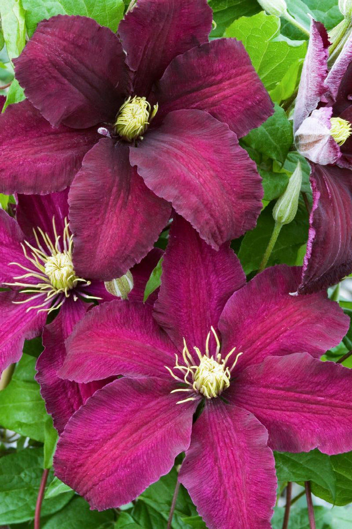 Heirloom Non-GMO Brown Clematis Flower Seeds for Planting – Climbing Vine Garden Seeds