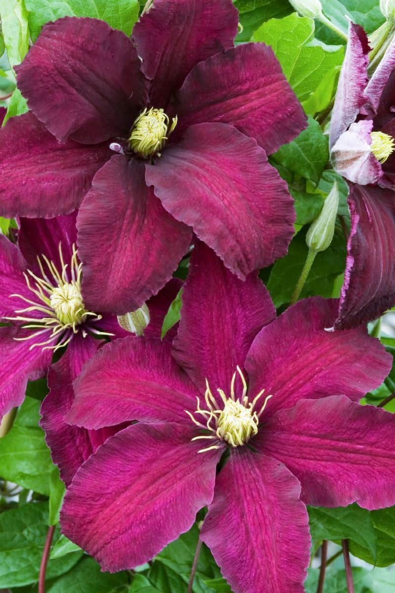 heirloom non flower seeds