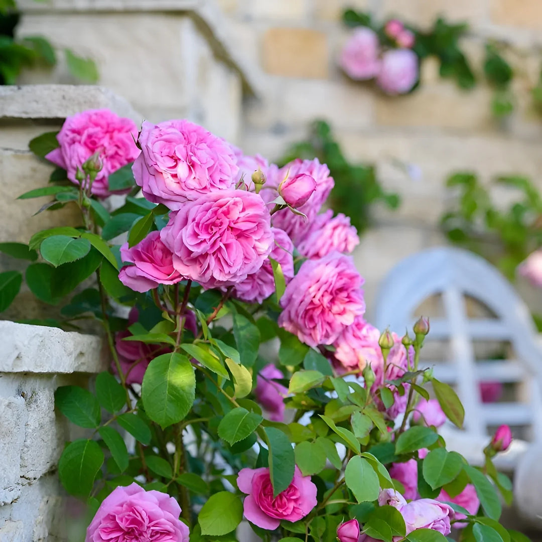 rose tree flower seeds
